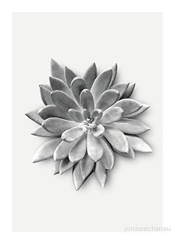 Succulent Agave storlek: 50 x 70 cm komar, väggmålning, affisch, konsttryck (utan ram), PURE butik 4055065171093