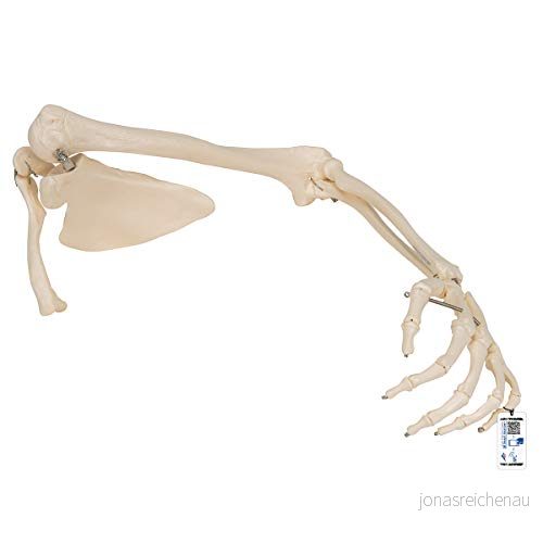 3B Scientific armskelett med Scapula och nyckelbensmodell + gratis anatomi programvara Smart 4053083023189