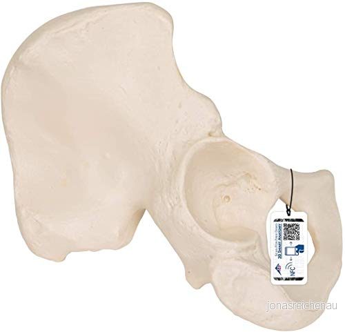 3B Scientific höftbensmodell + fri anatomi programvara Smart 4053083023066